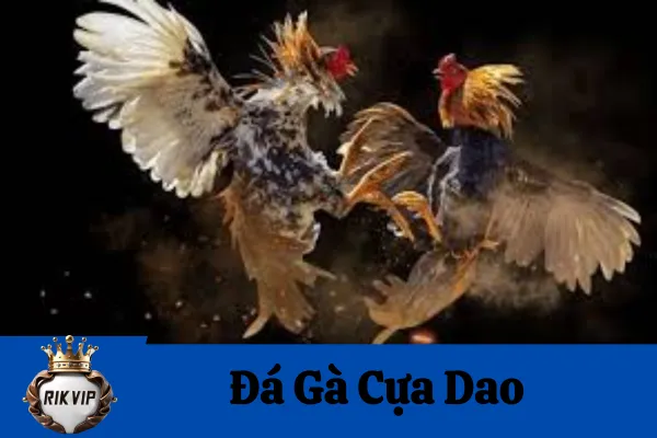 Đá Gà Cựa Dao