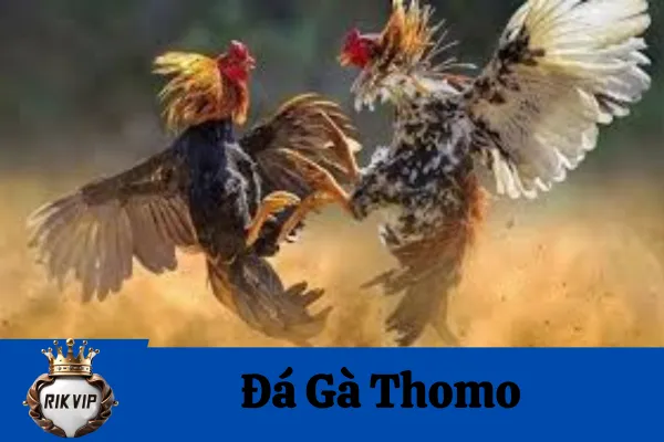 Đá Gà Thomo